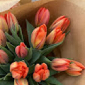 Meet your Posher, Ella